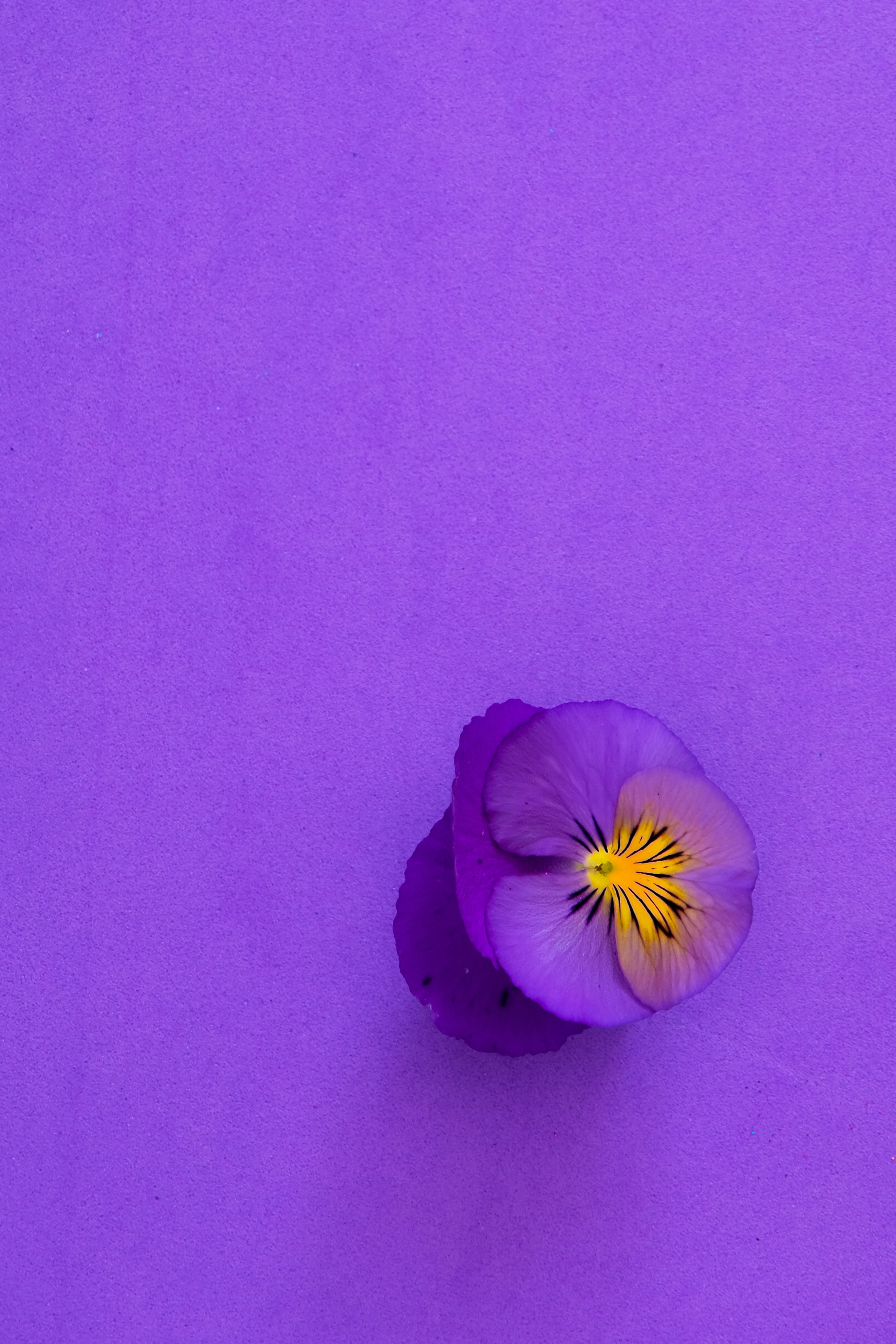 the purple issue